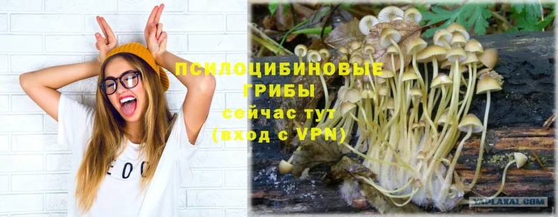 купить закладку  Махачкала  Псилоцибиновые грибы Psilocybe 